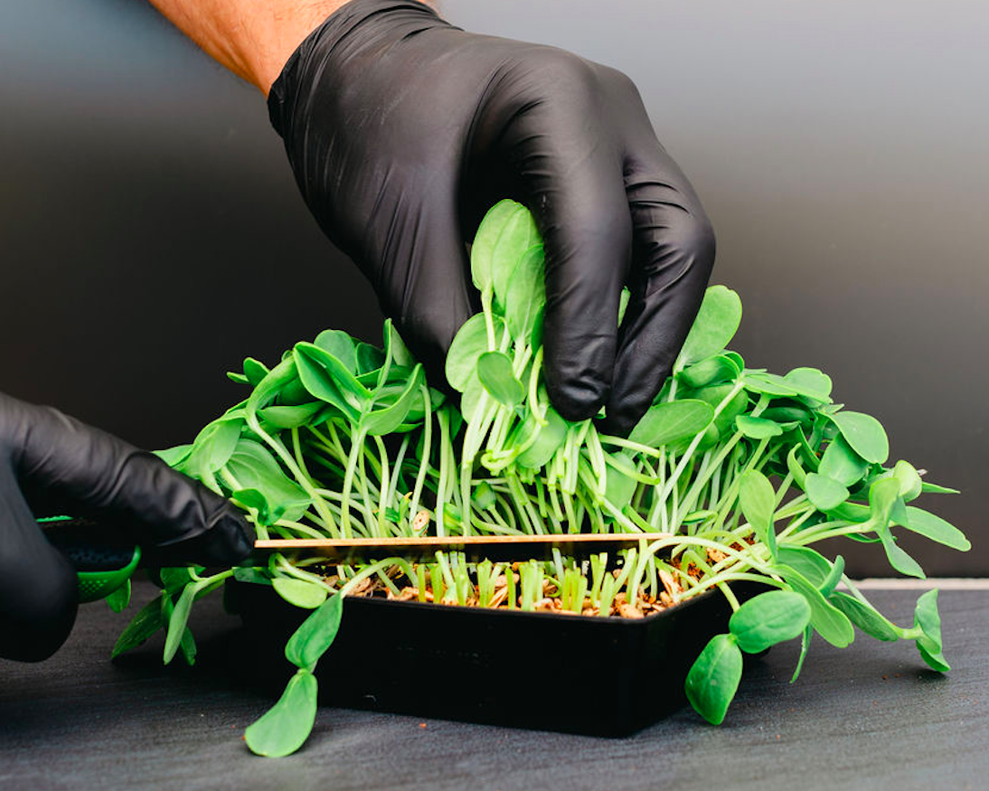 Grand Valley Micro Farms - Colorado - Harvest_Hands Hands wearing black gloves carefully cutting microgreens from a planter, showcasing fresh green sprouts and healthy plant growth.