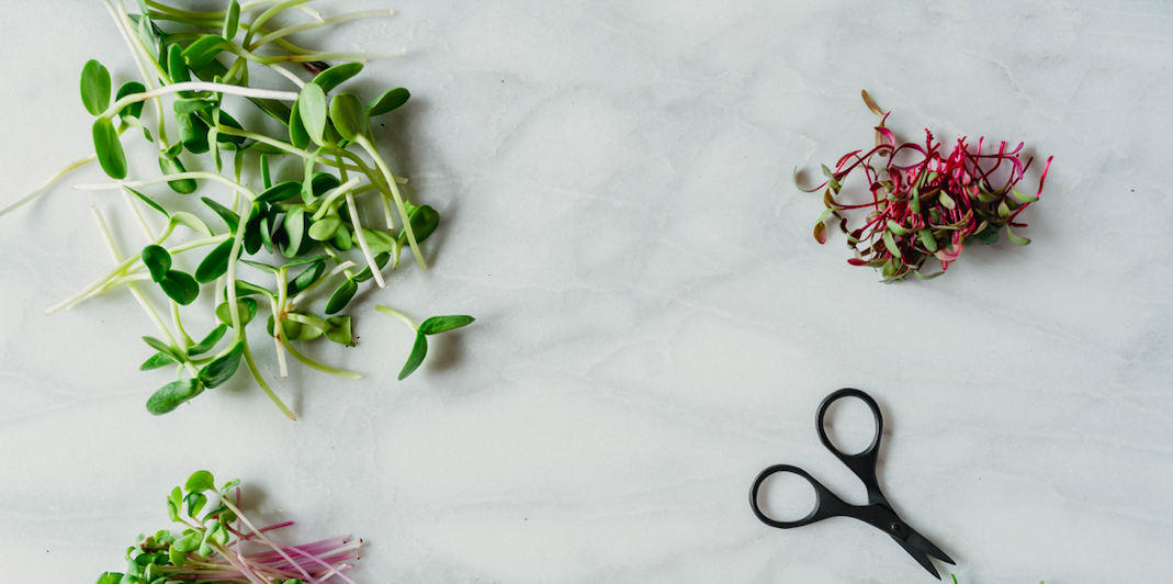 Fresh microgreens and scissors on a marble countertop, showcasing a vibrant assortment of green sprouts and colorful edible plants, ideal for culinary use and healthy eating.