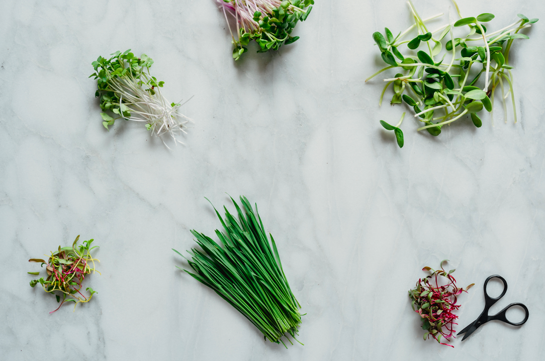 Fresh microgreens and chives arranged on a marble countertop, with scissors nearby, showcasing a variety of edible plants ideal for garnishing and enhancing dishes.