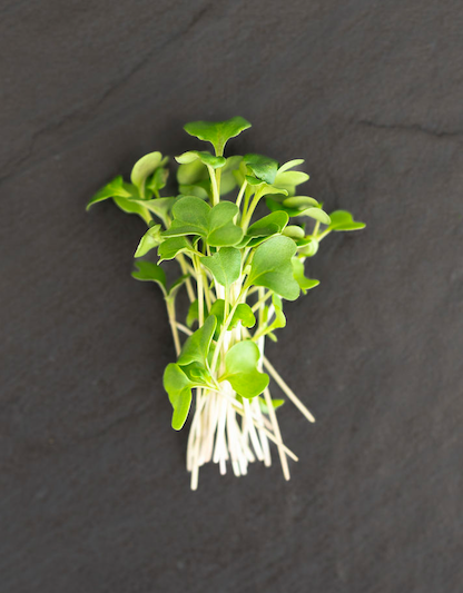 Fresh microgreens arranged on a dark slate surface, showcasing vibrant green leaves and slender white stems, ideal for garnishing dishes or enhancing salads.