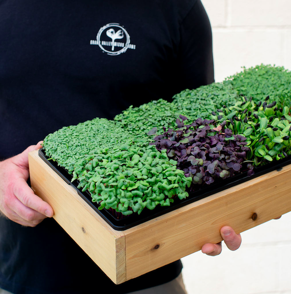 Grand Valley Micro Farms - Colorado - Nate_holding_display_tray Person holding a wooden tray filled with assorted microgreens, including vibrant green and purple varieties, showcasing fresh produce for healthy eating and gardening.