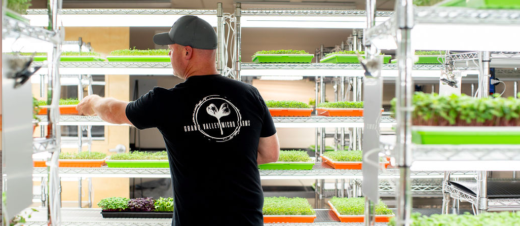 Grand Valley Micro Farms - Colorado - Production_Room_01 Person tending to microgreens in a well-organized indoor farm with multiple shelves of vibrant green plants, showcasing sustainable agriculture practices at Grand Valley Micro Farms.