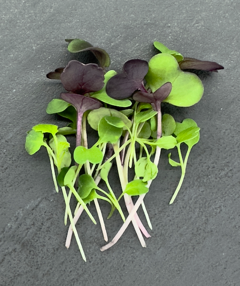 Microgreens with purple and green leaves on a dark surface, showcasing their delicate stems and vibrant colors. Ideal for healthy dishes and garnishes.