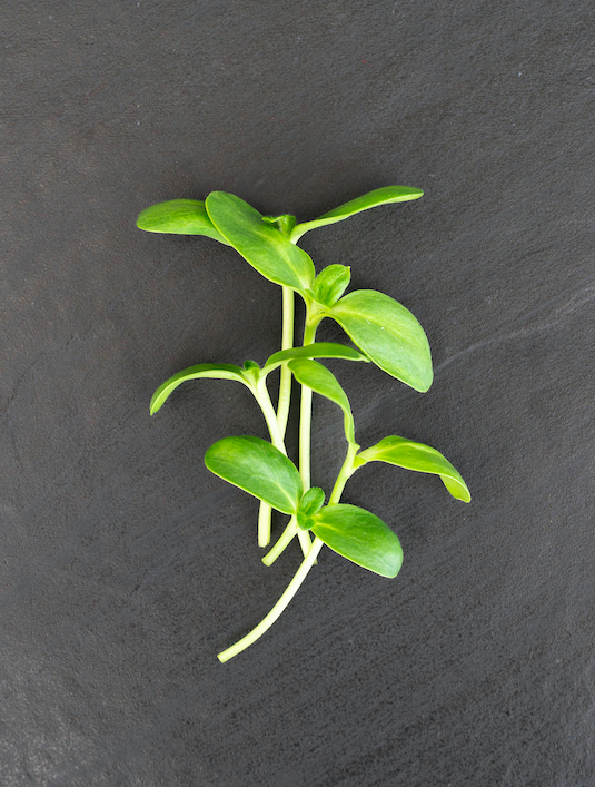 Fresh green seedling sprouts on a dark slate background, showcasing their delicate leaves and slender stems, ideal for gardening and plant care discussions.