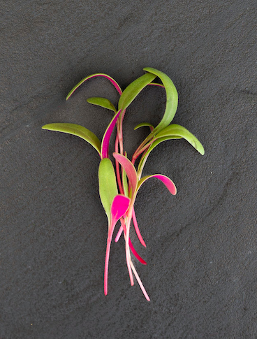 Vibrant pink and green microgreens arranged on a dark stone surface, showcasing their delicate leaves and stems, ideal for garnishing dishes or enhancing salads.